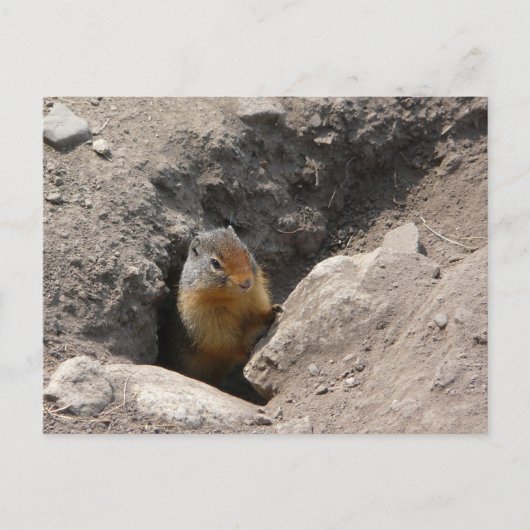 Carte Postale La créature des rongeurs émerge (Devant)