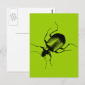 Carte Postale La Cucaracha (Devant / Derrière)