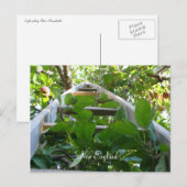 Carte Postale La cueillette d'Apple en Nouvelle-Angleterre (Devant / Derrière)