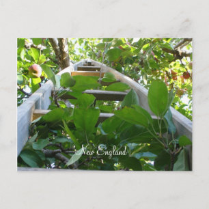 Carte Postale La cueillette d'Apple en Nouvelle-Angleterre