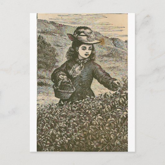 Carte Postale La cueillette des baies (Devant)