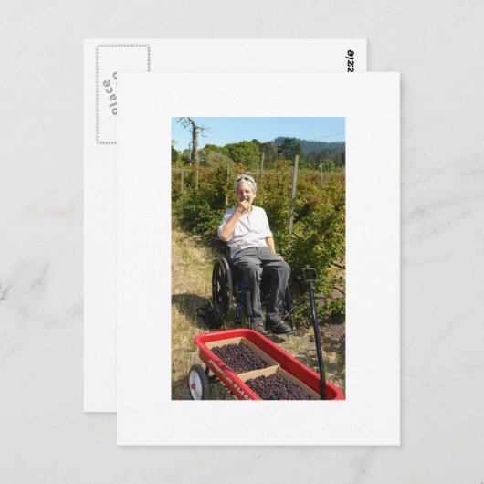 Carte Postale La cueillette d'Olallieberries en Californie du No (Devant / Derrière)