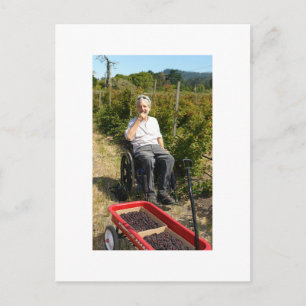 Carte Postale La cueillette d'Olallieberries en Californie du No