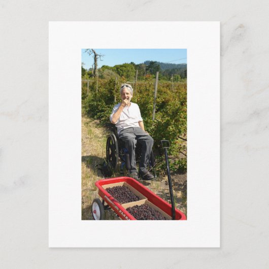 Carte Postale La cueillette d'Olallieberries en Californie du No (Devant)