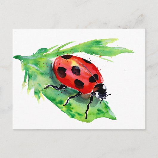 Carte Postale La dame Bug sur une feuille verte (Devant)