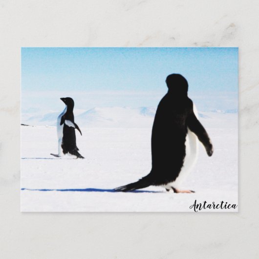 Carte Postale La danseuse et amie Adélie Penguin (Devant)