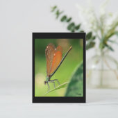 Carte Postale La demoiselle (Debout devant)