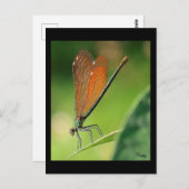 Carte Postale La demoiselle (Devant / Derrière)