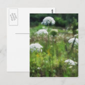 Carte Postale La dentelle 2 de la reine Anne (Devant / Derrière)