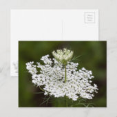 Carte Postale La dentelle de la reine Ann (Devant / Derrière)