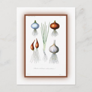 Carte Postale La famille Allium