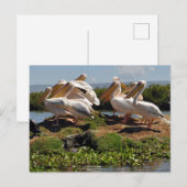 Carte Postale La faune africaine de Pélicans (Devant / Derrière)