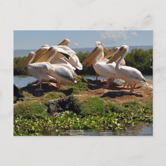 Carte Postale La faune africaine de Pélicans (Devant)