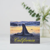 Carte Postale La faune californienne (Debout devant)
