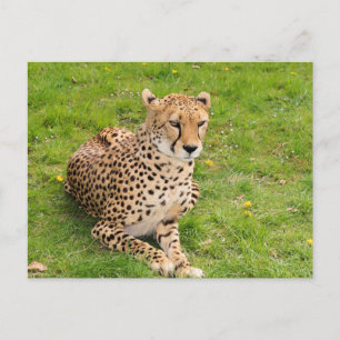 Carte Postale La Faune Cheetah Lie Down