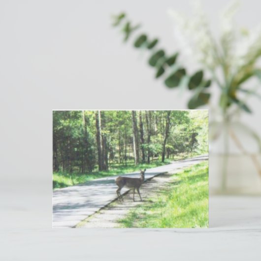 Carte Postale la faune dans les fumées #72 (Debout devant)