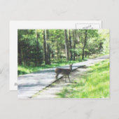 Carte Postale la faune dans les fumées #72 (Devant / Derrière)