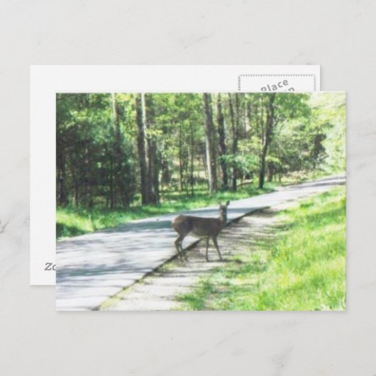 Carte Postale la faune dans les fumées #72 (Devant / Derrière)