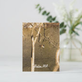 Carte Postale La faune de Back Bay Fens (Debout devant)