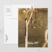 Carte Postale La faune de Back Bay Fens (Devant / Derrière)