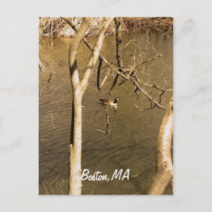 Carte Postale La faune de Back Bay Fens