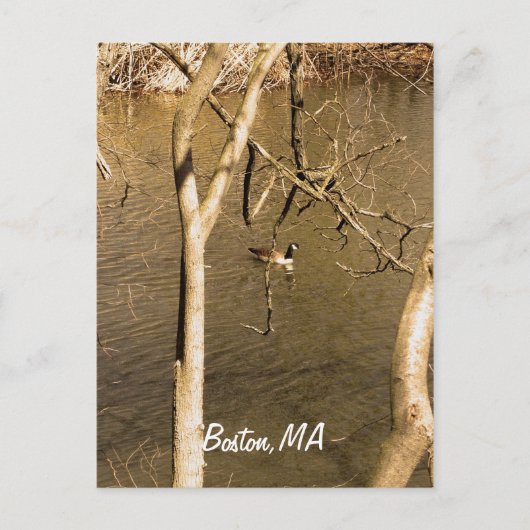 Carte Postale La faune de Back Bay Fens (Devant)