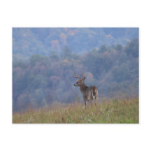 La faune de Cades Cove - Grandes Montagnes Smoky
