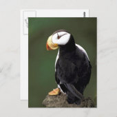 Carte Postale La faune de l'Alaska (Devant / Derrière)