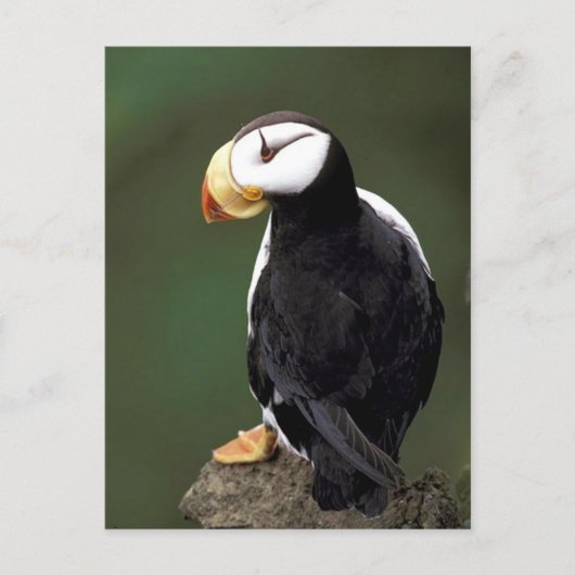 Carte Postale La faune de l'Alaska (Devant)