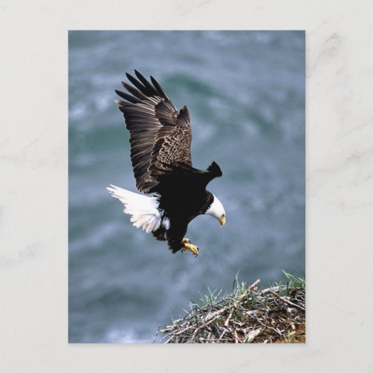 Carte Postale La faune de l'Alaska (Devant)