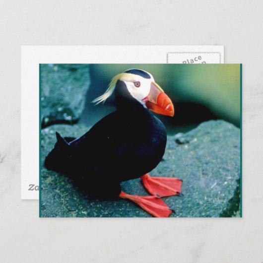 Carte Postale La faune de l'Alaska (Devant / Derrière)