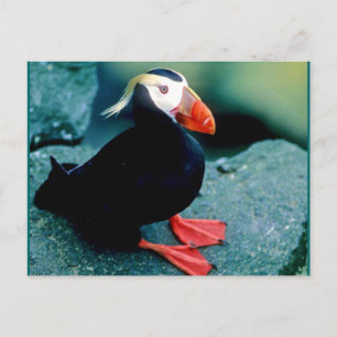 Carte Postale La faune de l'Alaska