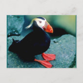 Carte Postale La faune de l'Alaska (Devant)