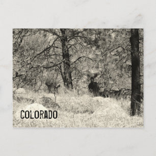 Carte Postale La faune du Colorado