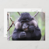 Carte Postale La faune mignonne (Devant / Derrière)