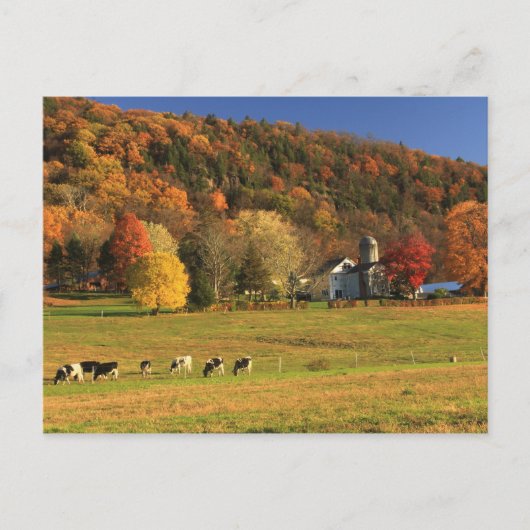 Carte Postale La ferme du Mont Holyoke à l'automne (Devant)