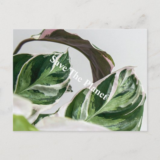 Carte Postale La feuille verte Sava la planète (Devant)