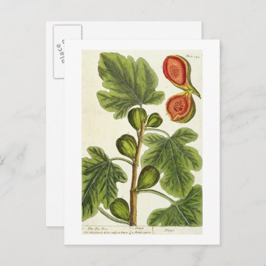 Carte Postale La Fig Tree, plate 125 from 'A Curious Herbal', p (Devant / Derrière)