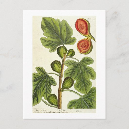 Carte Postale La Fig Tree, plate 125 from 'A Curious Herbal', p (Devant)