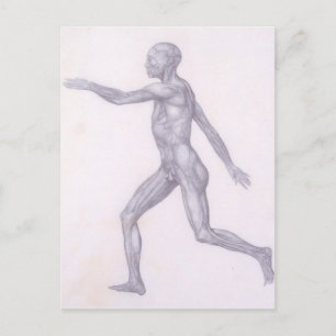 Carte Postale La figure humaine, vue latérale, de la série 'A