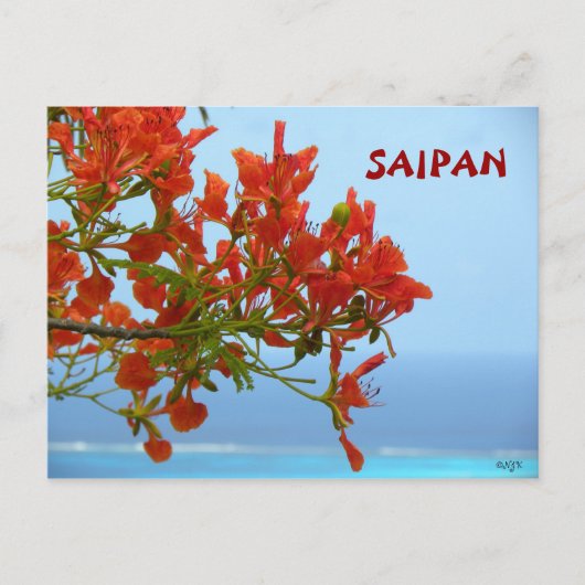 Carte Postale La Flamme De Saipan S'Éclate Sur Un Océan Bleu (Devant)