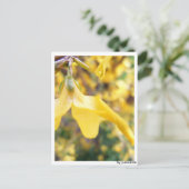 Carte Postale La Fleur de Belbe (Debout devant)