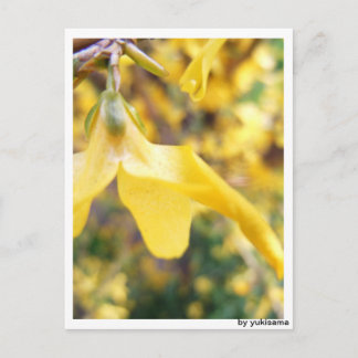 Carte Postale La Fleur de Belbe