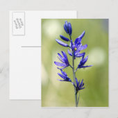 Carte Postale La fleur d'un lis camas dans le comté de Valley, (Devant / Derrière)