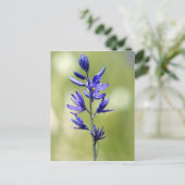 Carte Postale La fleur d'un lis camas dans le comté de Valley, (Debout devant)