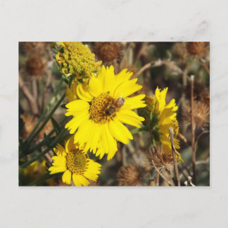 Carte Postale La Fleur et l'abeille