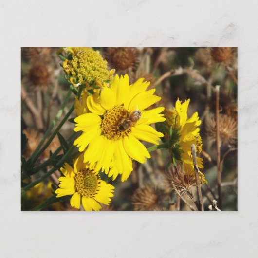 Carte Postale La Fleur et l'abeille (Devant)