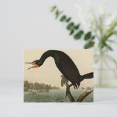 Carte Postale La Floride Cormorant (Debout devant)
