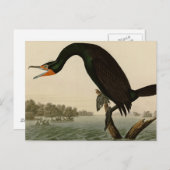 Carte Postale La Floride Cormorant (Devant / Derrière)