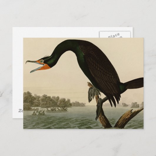 Carte Postale La Floride Cormorant (Devant / Derrière)